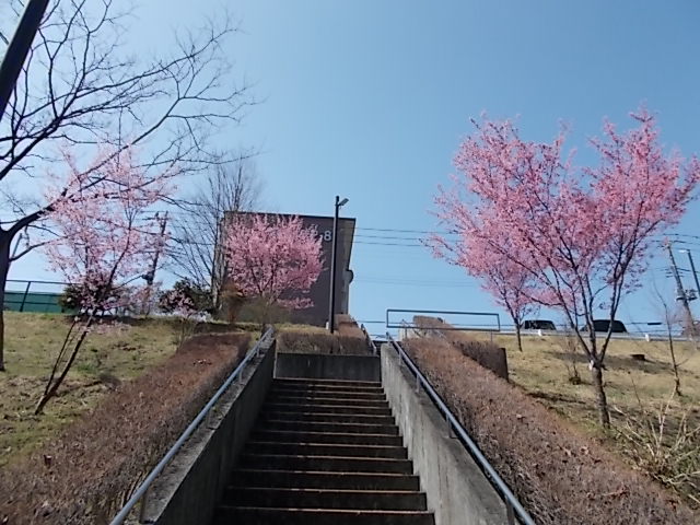 ◇おかめ桜が咲いていたよー🌸